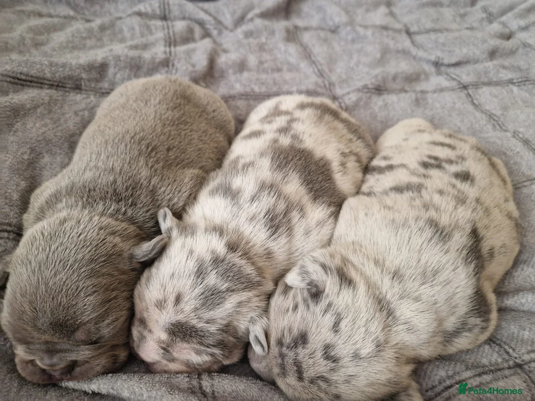 French Bulldog dogs for stud: LILAC MERLE STUD - Advert 16