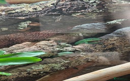 Lizard reptiles for sale: Gastropholis prasina  - Image 3