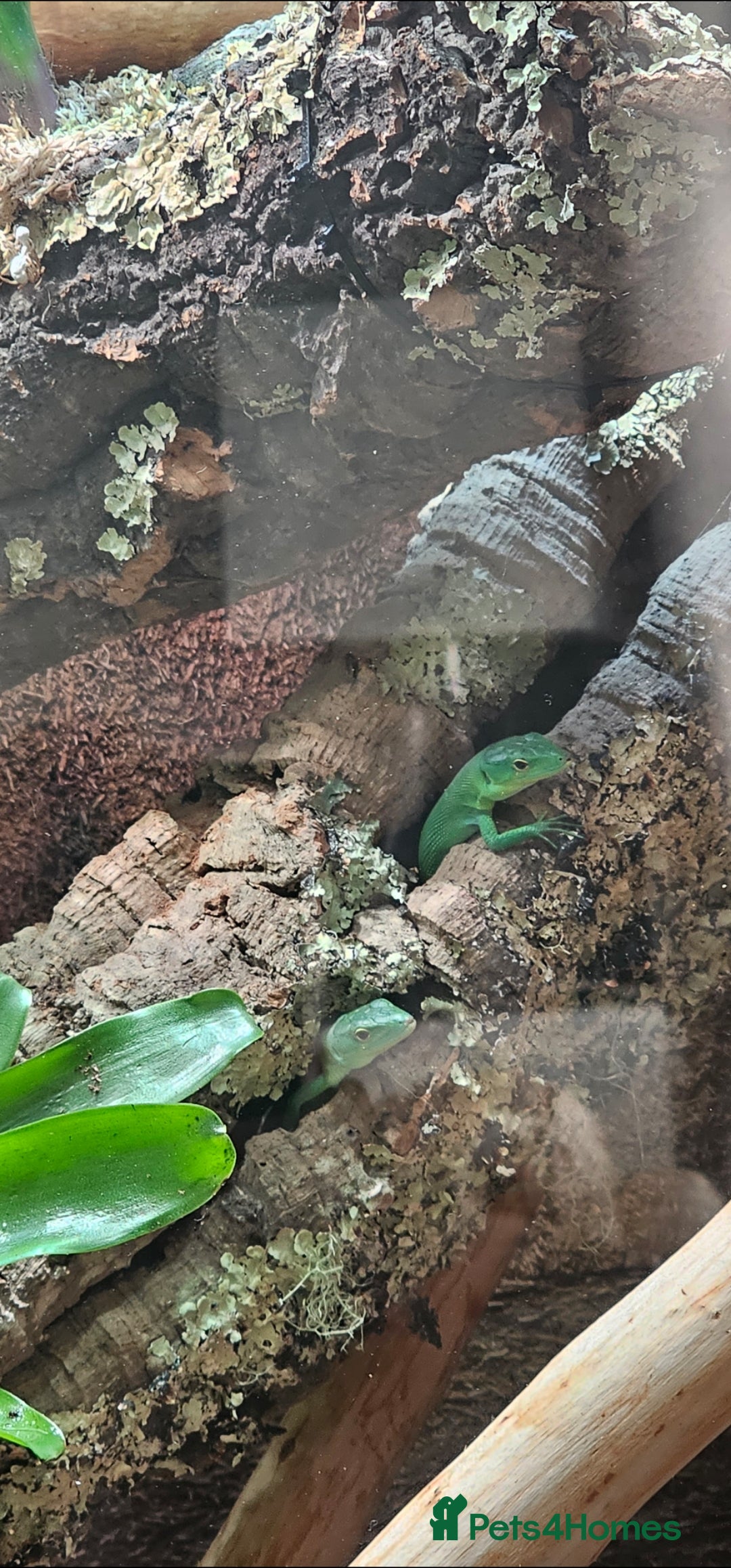 Lizard reptiles for sale: Gastropholis prasina  - Image 3