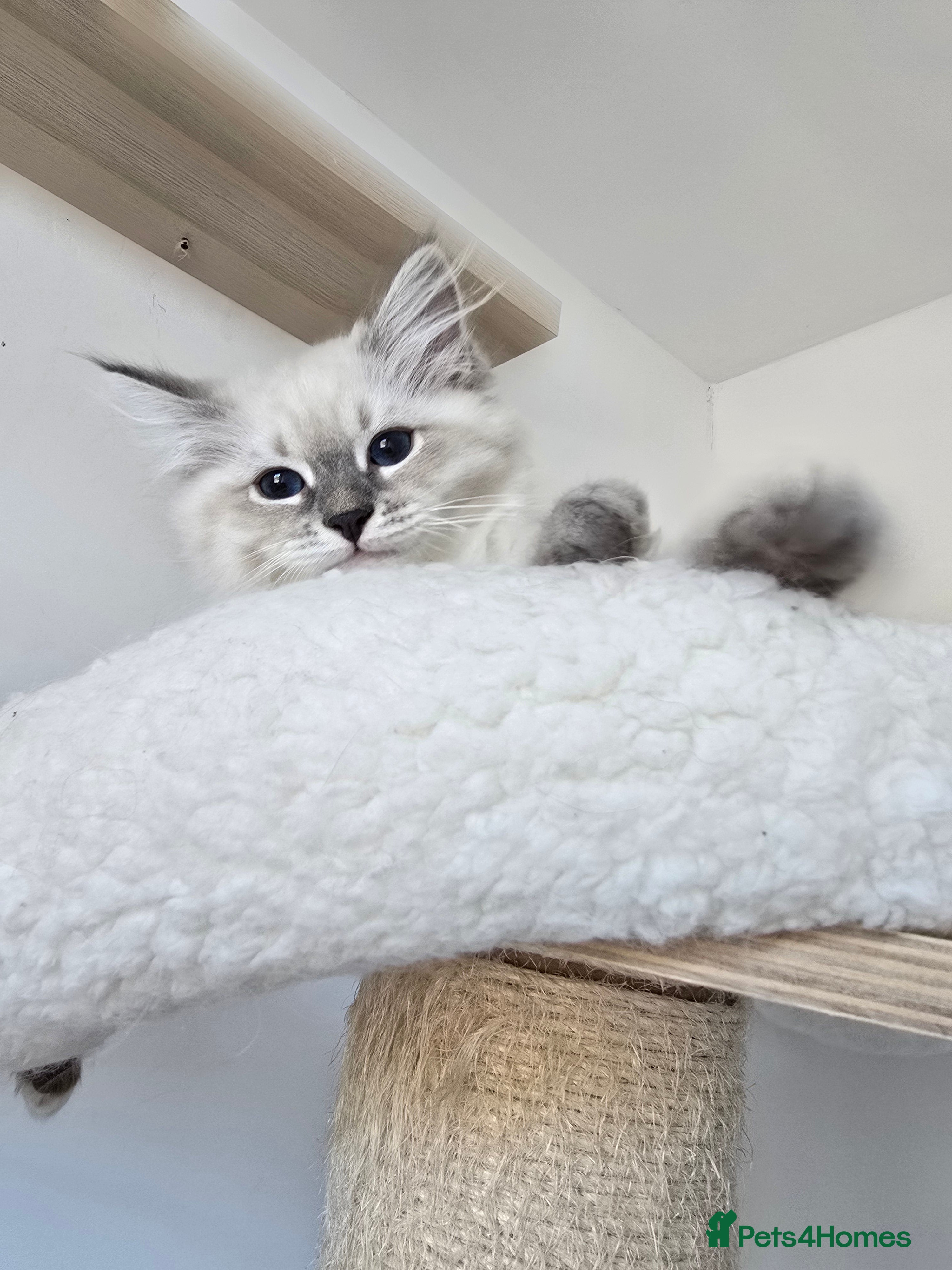 Siberian cats Beautiful GCCF Neva Masquerade Girl – Figa - Advert 2