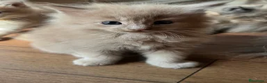 Maine Coon 1