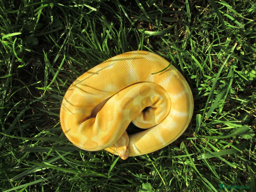 Python Snake reptiles for sale: Albino ball python male - Image 5