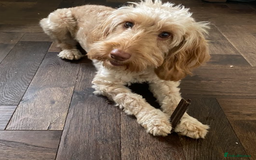 Cockapoo dogs for sale: F1 11 Month Cockapoo Friendly, Trained Vaccinated - Image 5