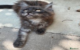 Maine Coon cats for sale: Stunning Black Smoke TiCA kittens  - Image 32