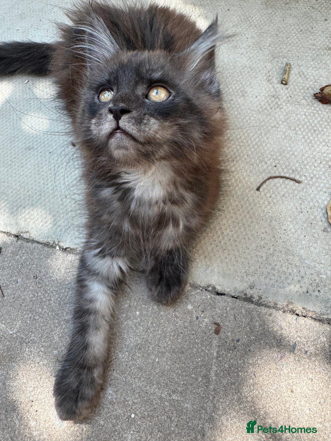 Maine Coon cats for sale: Stunning Black Smoke TiCA kittens  - Image 32
