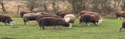 Sheep livestock for sale: 2025 Herdwick Ewe Lambs  - Advert 5