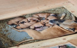 Staffordshire Bull Terrier dogs for sale: RED STAFF puppie girl - Image 4