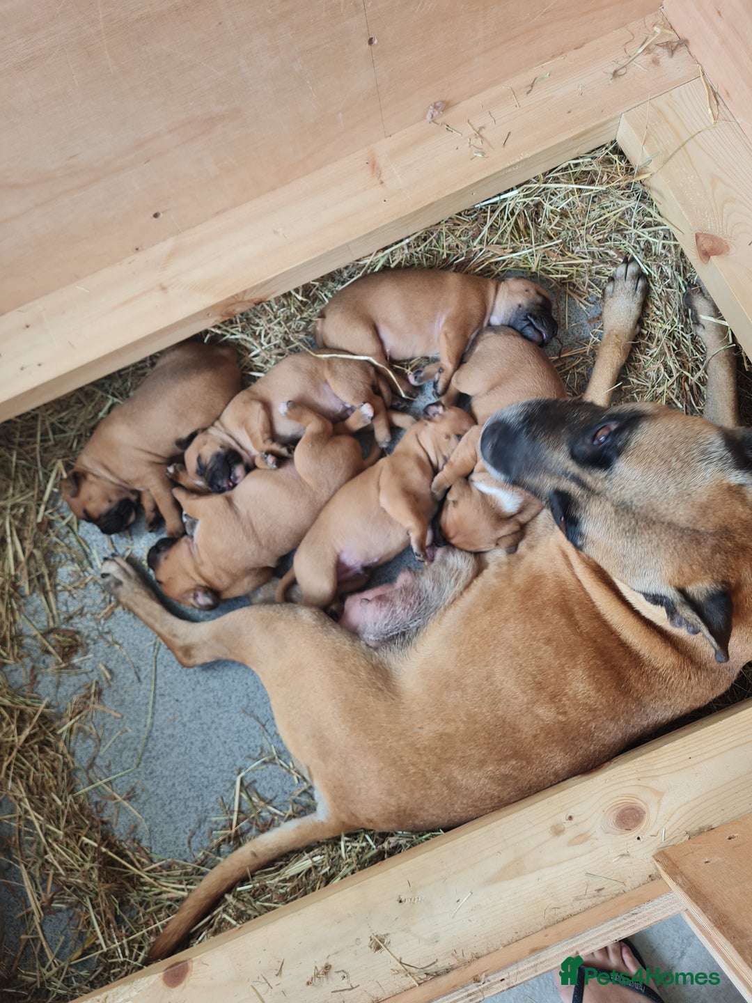 Staffordshire Bull Terrier dogs for sale: RED STAFF puppie girl - Image 4