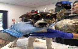 Mixed Breed dogs for adoption: 🍶Milkshake🍶 needs a home!  - Image 13