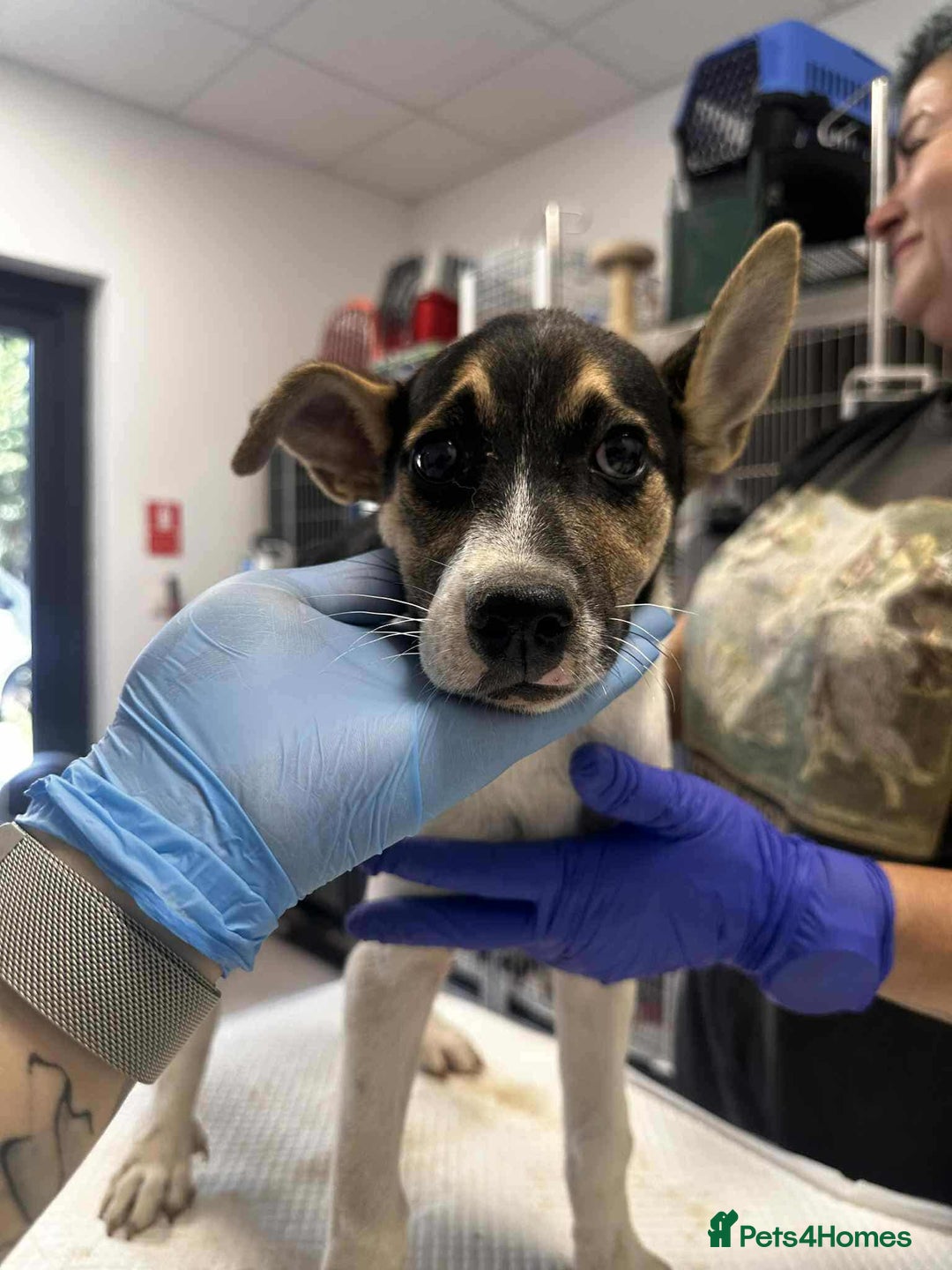 Mixed Breed dogs for adoption: 🍶Milkshake🍶 needs a home!  - Image 13