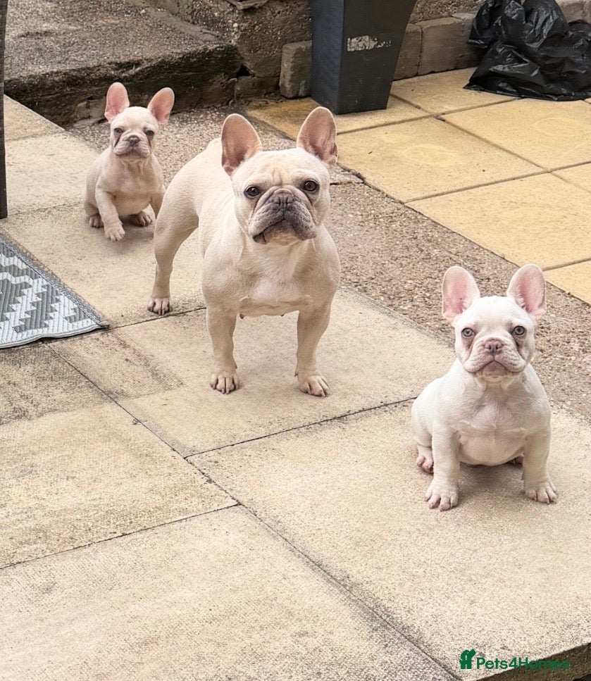 French Bulldog dogs Male french bulldogs  - Advert 6