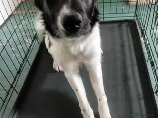 Border Collie dogs 6 month old beautiful nala - Advert 3