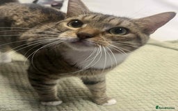 Bengal cats for sale: Bengal boy  - Image 2