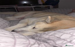 Mixed Breed dogs for sale: Rocket - Image 2