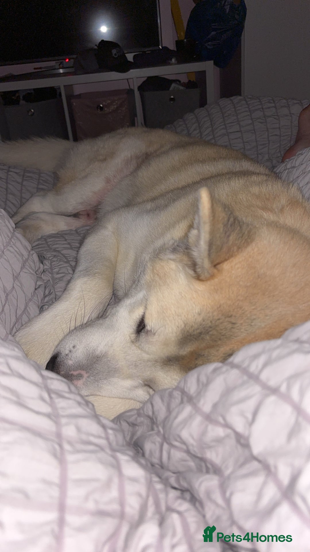 Mixed Breed dogs for sale: Rocket - Image 2