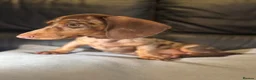 Miniature Dachshund dogs for sale: Last mini dachshund boy ready now ! in South Ockendon - Advert 7