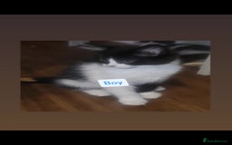 Mixed Breed cats for sale: Beautiful kittens  - Image 3