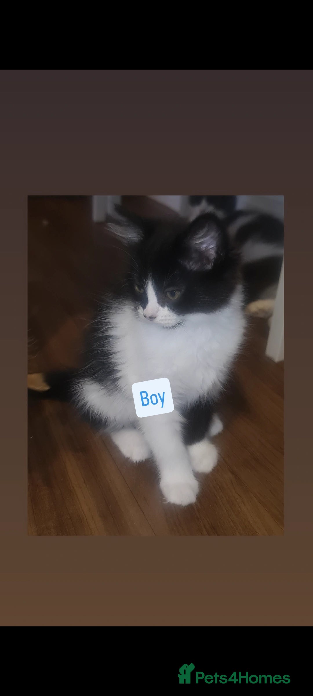 Mixed Breed cats for sale: Beautiful kittens  - Image 3