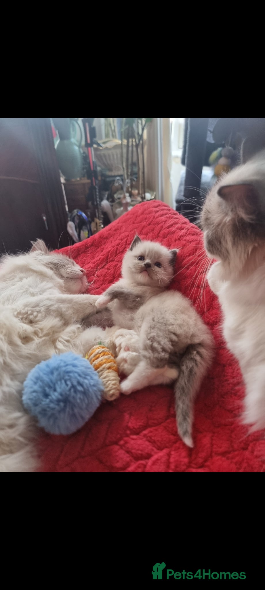 Ragdoll cats for sale: Ragdoll  - Advert 16