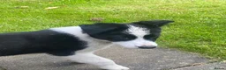 Border Collie dogs for sale: Border collie puppy ready now - Advert 8