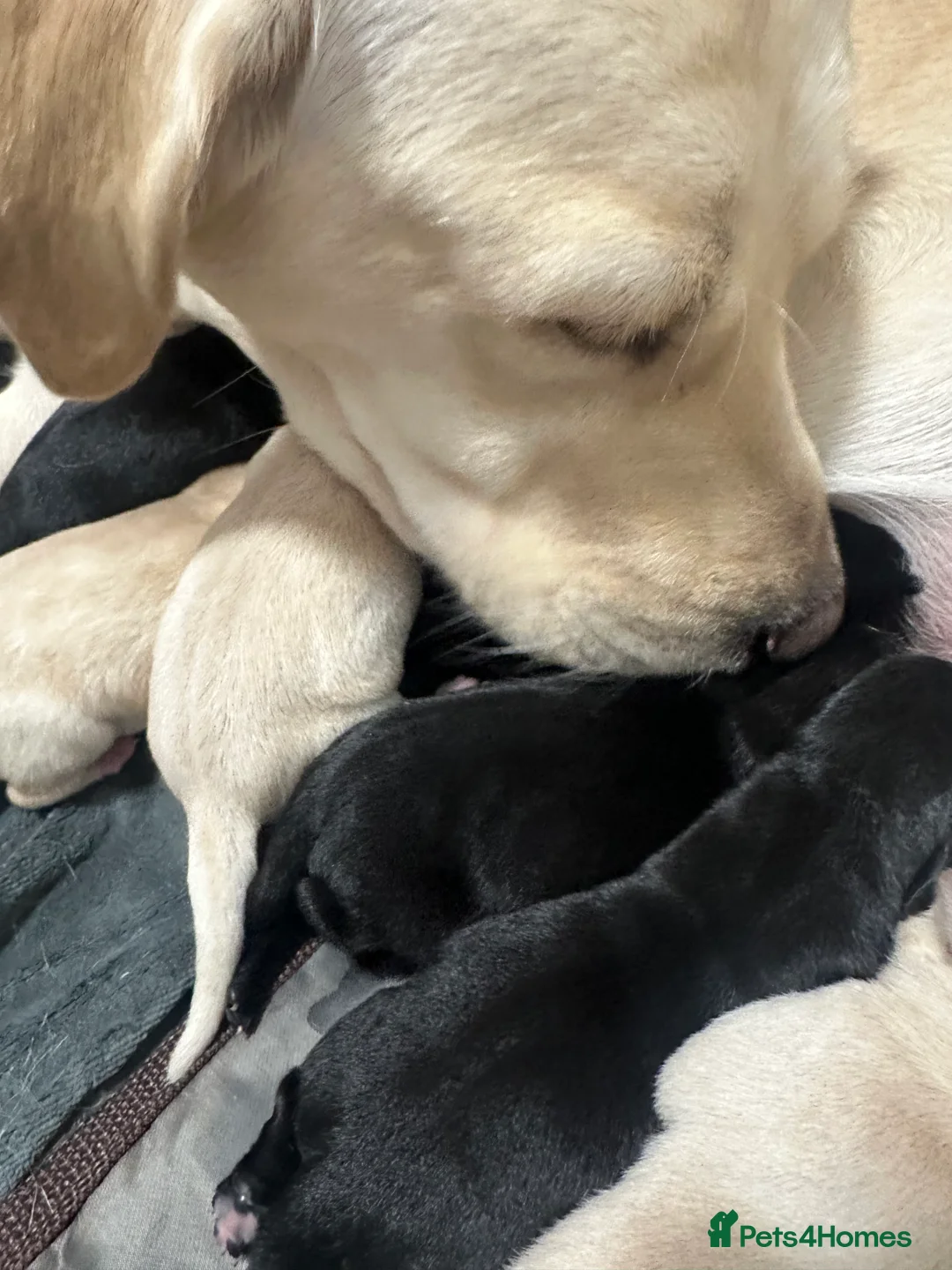 Goldador dogs for sale: Beautiful Goldador Pups  - Advert 24