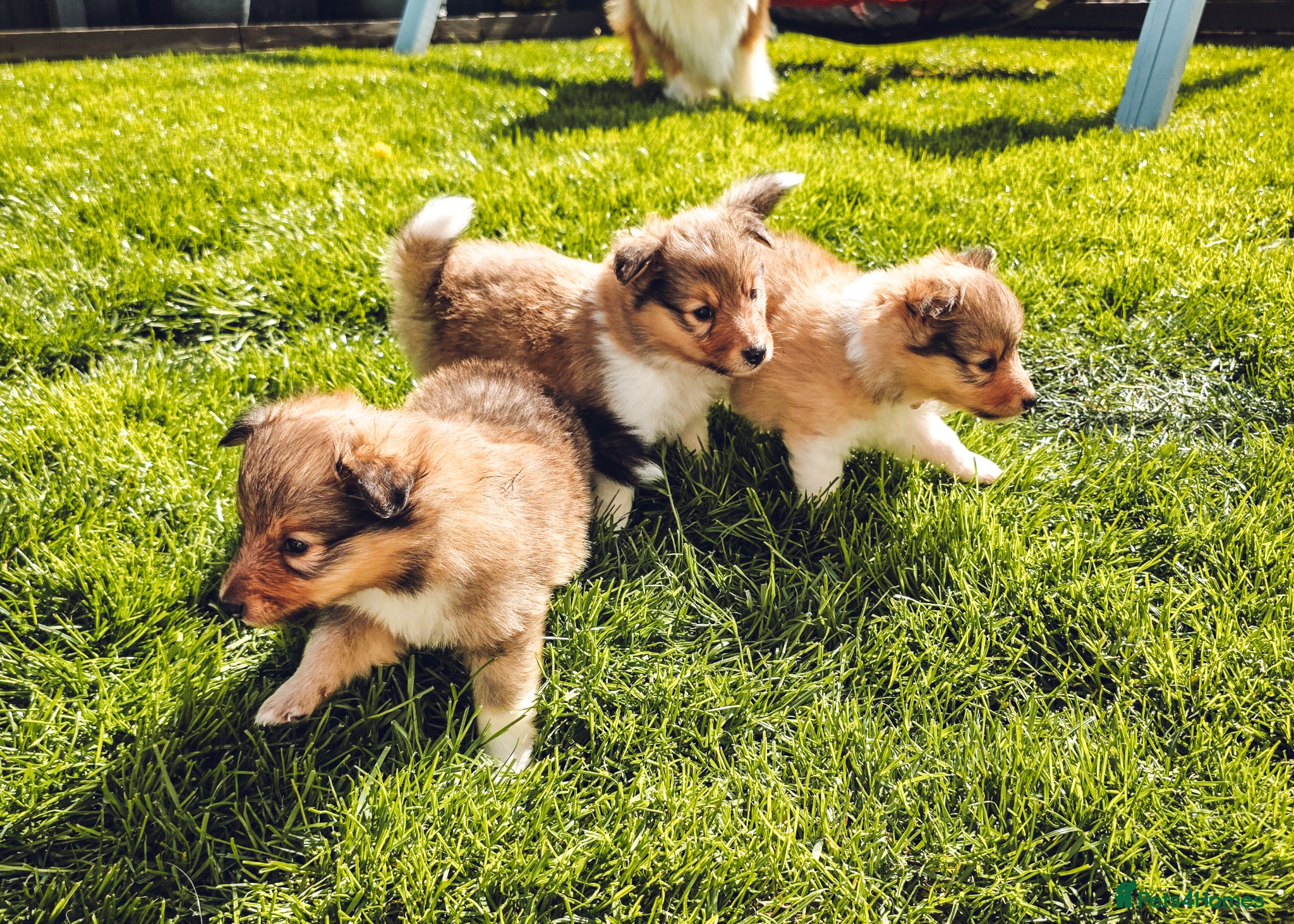 Shetland Sheepdog dogs STUNNING SHELTIE PUPPIES **KC REG** - Advert 1