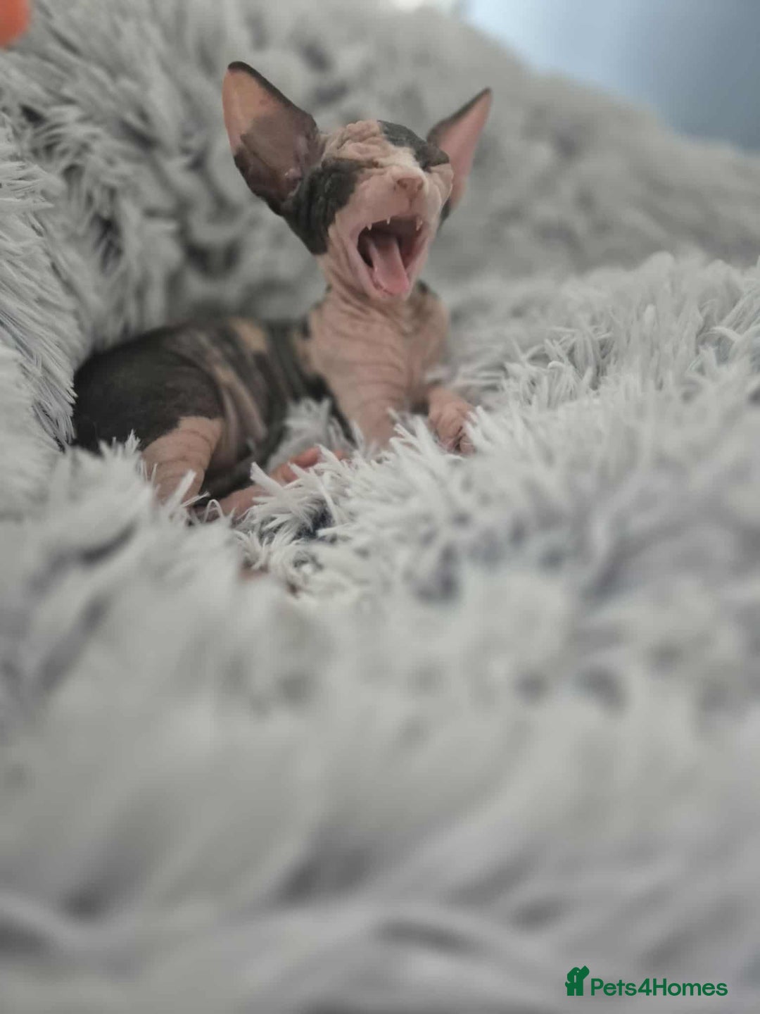 Sphynx cats for sale: Sphynx  - Image 3