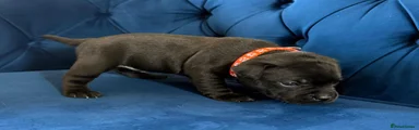 Staffordshire Bull Terrier Puppy 3