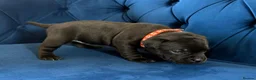 Staffordshire Bull Terrier dogs for sale: KC Staffordshire Bull Terrier Puppies - Advert 21