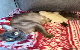 Burmese cats for sale: GCCF-Home raised-BurmeseKittens ready mid December - Image 10