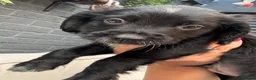 Sprocker dogs for sale: Stunning Mixed Roan Sprocker puppies!  - Advert 10