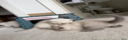 British Shorthair cats for sale: Britishshort hair Pedigree Kittens | DNA Clear  - Advert 29
