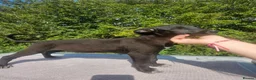 Lurcher dogs for sale: Stunning Kelpie lurchers UPDATED new pics  - Advert 17