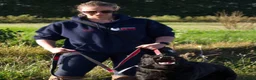 German Shepherd dogs for stud:  JET BLACK WORKING LINE GERMAN SHEPHERD AT STUD  - Advert 3