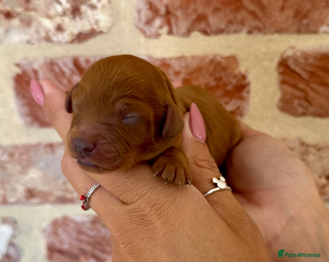 Cavapoo dogs for sale: F1 Cavapoo males 🖤🩵 - Image 8