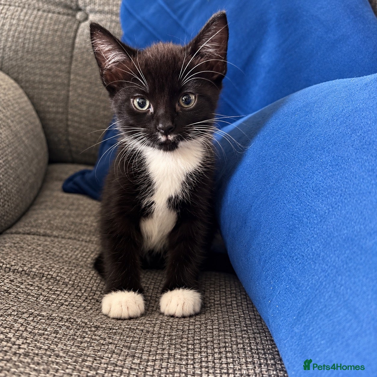 Mixed Breed cats Beautiful kittens - Advert 1