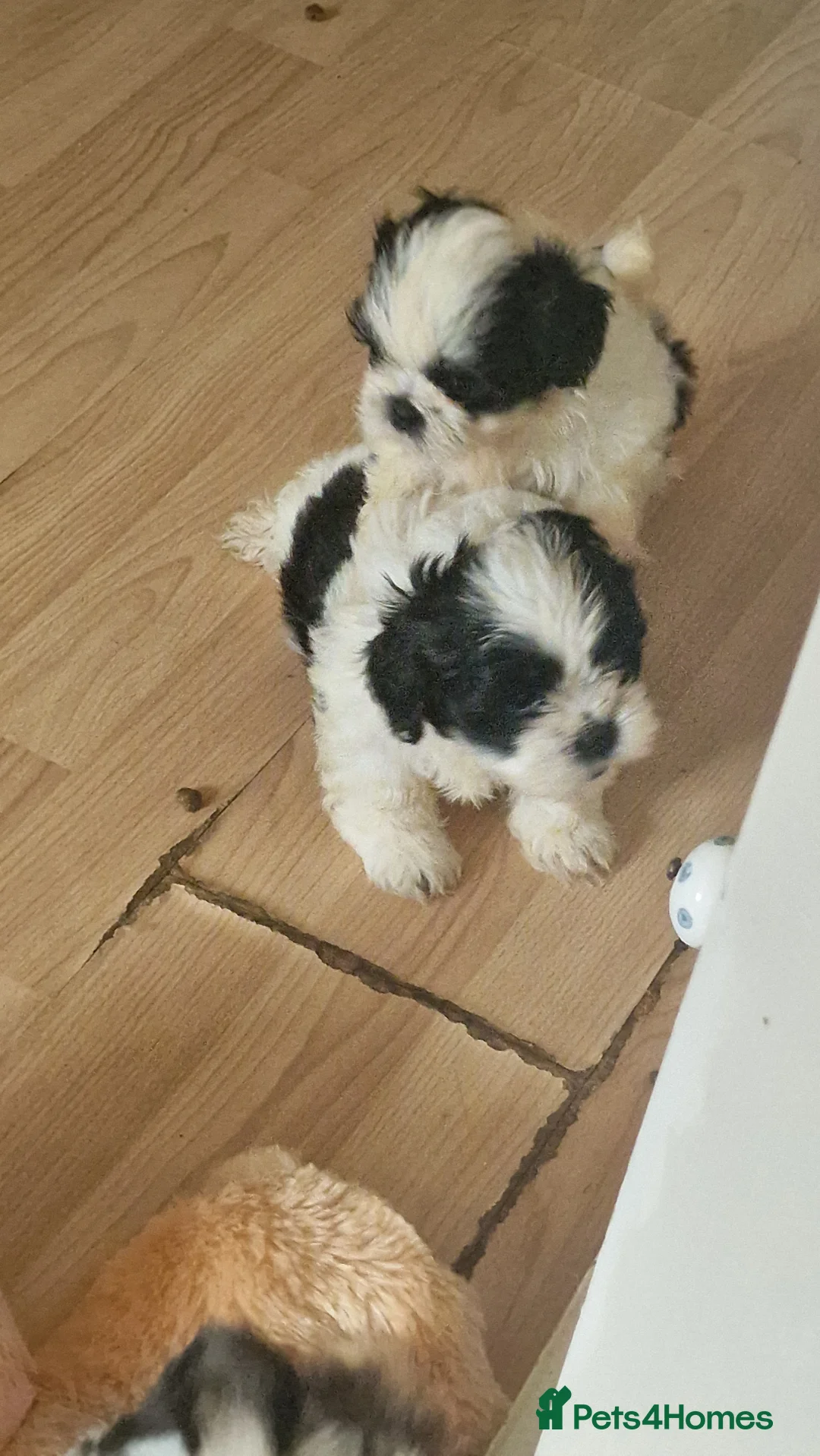 Shih Tzu dogs for sale: 🐾 Amazing Purebred Shih Tzu Puppies Crawley 🐾 - Advert 22