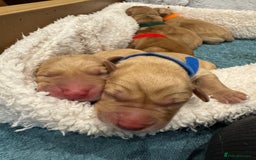 Labrador Retriever dogs for sale: Fox Red litter born 5th August - Image 18