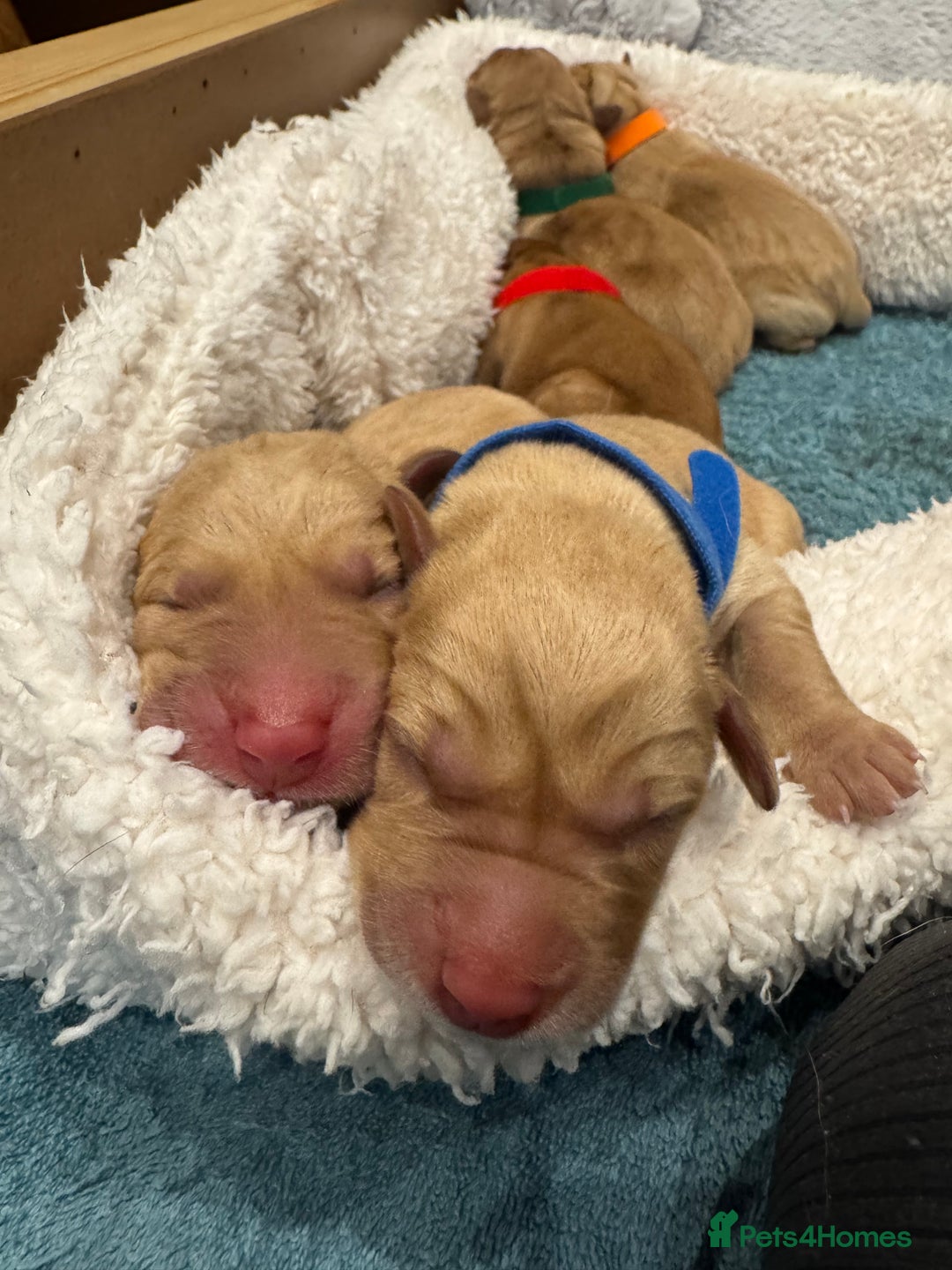 Labrador Retriever dogs for sale: Fox Red litter born 5th August - Image 18