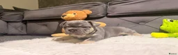 French Bulldog dogs for sale: 🐾Outstanding litter of 6 💙💖 - Advert 31