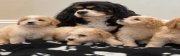 Cavapoo dogs for sale: Extensively health tested Cavapoo puppy’s  - Advert 15