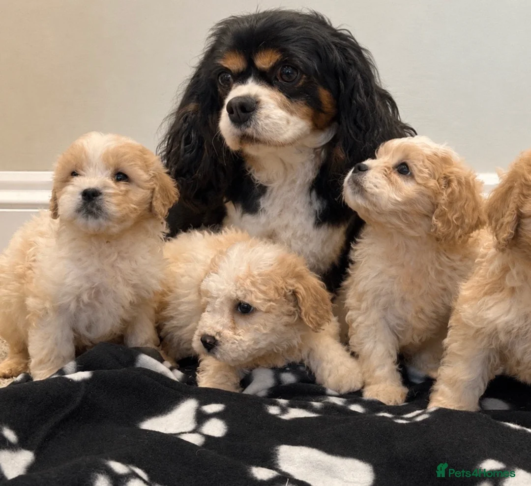 Cavapoo dogs for sale: Extensively health tested Cavapoo puppy’s  - Advert 15