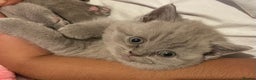 British Shorthair cats for sale:  Pedigree British shorthair kitten - Advert 23