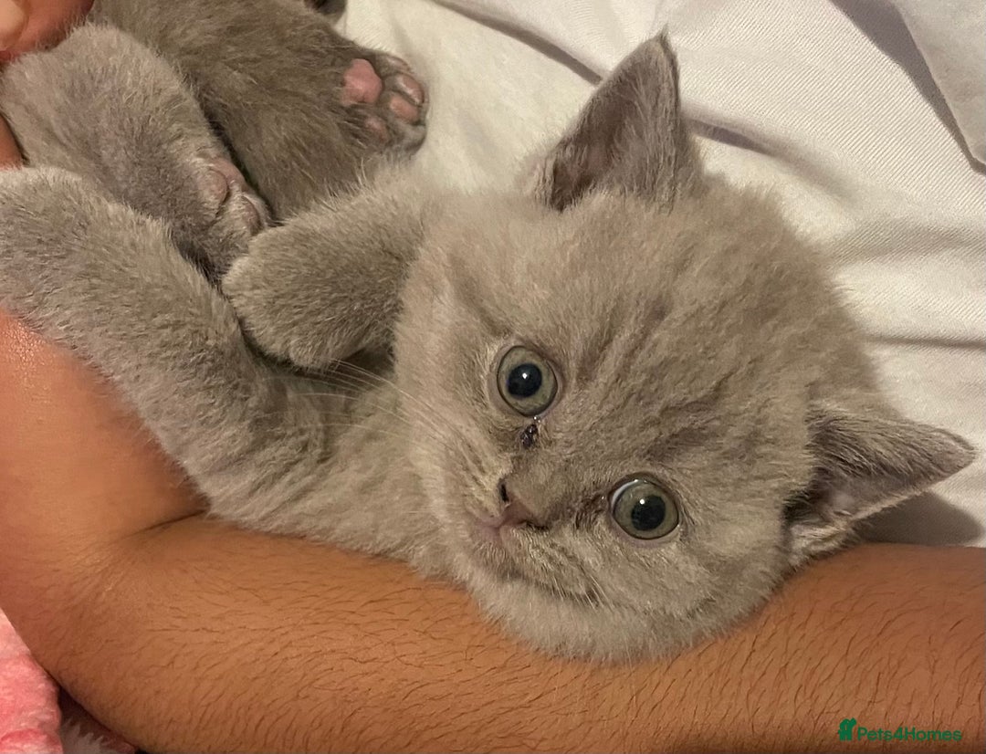British Shorthair cats for sale:  Pedigree British shorthair kitten - Advert 23