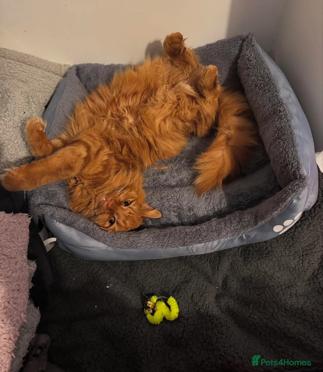 Mixed Breed cats for sale: Beautiful boy for rehoming - Advert 2