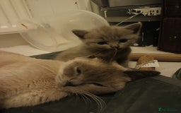 British Shorthair cats for sale: British shorthair kittens - Image 4