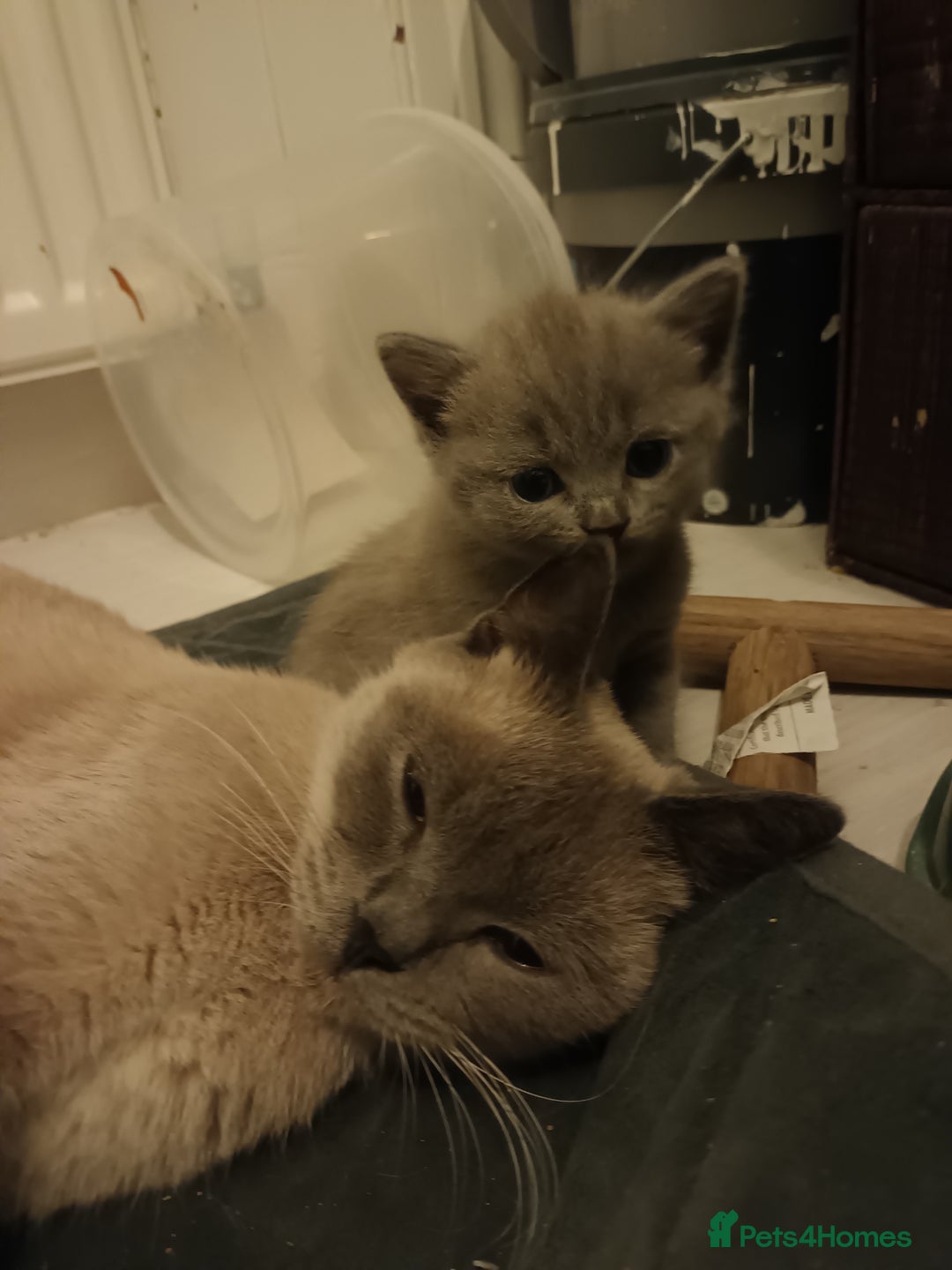British Shorthair cats for sale: British shorthair kittens - Image 4