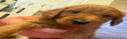 Cockapoo dogs for sale: F1 Cockapoo pups for sale - Advert 5