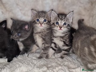 Maine Coon cats Stunning Polydactyl& Non Poly Maine Coon5* - Advert 1