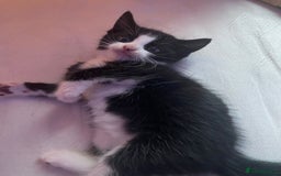 American Shorthair cats for sale: 3 kittens for sale  - Image 4